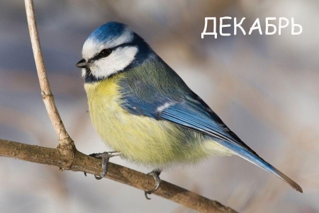 Птицы Зимующие В Татарстане Фото И Названия