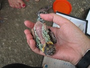 �������� ������� ������ �����.