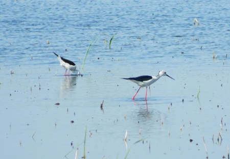 � ������� �� ����������� ����������  4 ���� ������������!