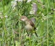 ������� ���������