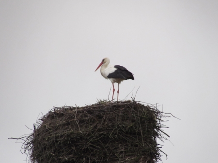 �����-2020: ���� �� ����, 5 ������