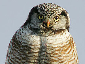 �� ������ ���� ��������� �� 50 ����� 