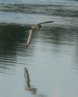 ������������� ���