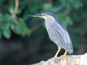 Butorides striata  (Linnaeus, 1758)	Striated Heron
 