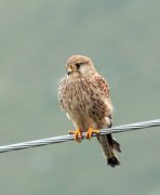 ������������ ���������