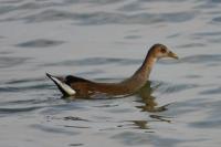 ������� ���������