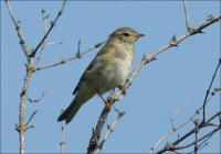 �� ����: ������� ��� ������