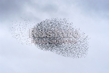 ����������� ��������� ��������� ��������� ��������