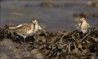 Dunlin_480