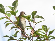 ������ ������������ �������� ������������ ���������