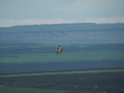 ����� (Buteo buteo). ������ 2016, ����������� ����������� ���.