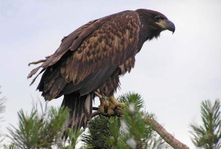 ������ ������ ���������� ������ "������� ��������"