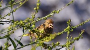   - Carduelis chloris