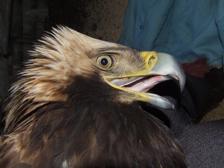 ��������� ��� ����� �������