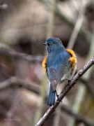  (Tarsiger cyanurus)