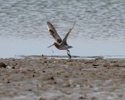 Limosa lapponica -  