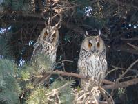 ���������� ���