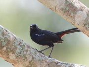 Saxicoloides fulicatus (Linnaeus, 1766)	Indian Robin
 

 -  leucopterus -       - 