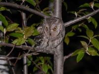 otus scops