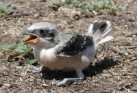 ������������� ���