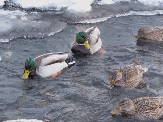 ���� �������� ������������� ���� � ����������� �������