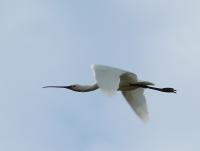 ���������� ���