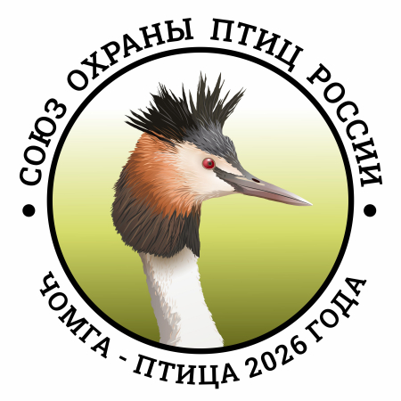 Чомга - Птица года 2026