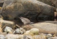 Erythrop_239