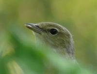 �������������� ���