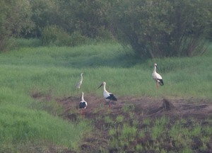 ��������������� ����� � ���������� �����������