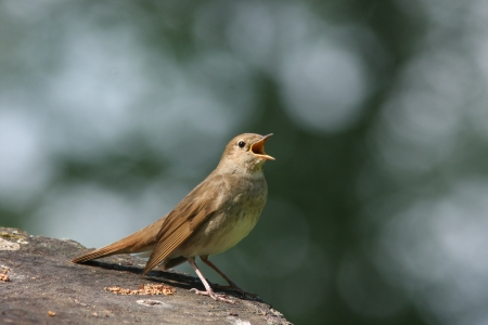 ����� ����� ���� ��������