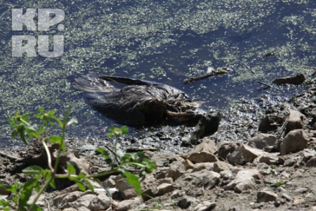 ��-��  ����������� � ������ ������ ����