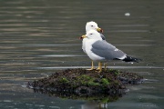   (Larus crassirostris)