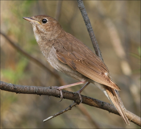 ����������  ���������� �� ���������� ������