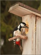 ����� ����� "������" ����������.