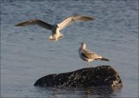 ����� �����