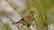   - Carduelis chloris