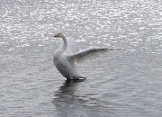 ������-������