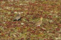 ������� ���������� ������