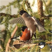 ����������� � ������� �� ������ ���������� ��� ����. 