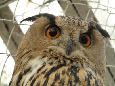 ����� � � �������?