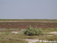 �������� ����� ��������� �������� ������