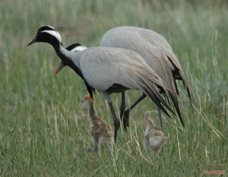 � ������������� ������� �������� ��� �������