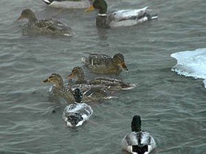  �� ������ � ������ ���