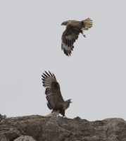 ���������_3