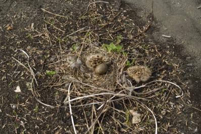 ������� ���� �� ����� � �. �������� � 2013 �.