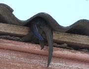 ׸���� ����� � ������