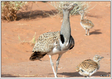 �������� ������� �������� �����