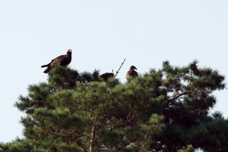 ������������� ��������� � ���������� �� ���������� ����������  ����