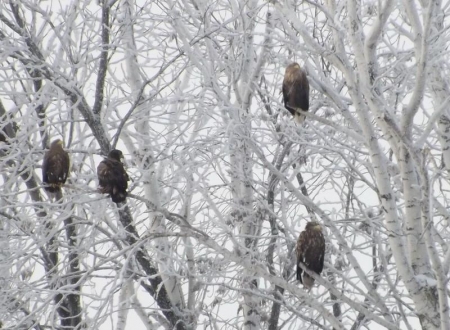 ��� ������-���������� � ����������� �������